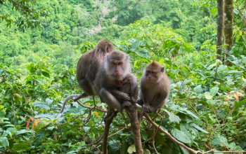 Baun Pusuk Monkey Forest